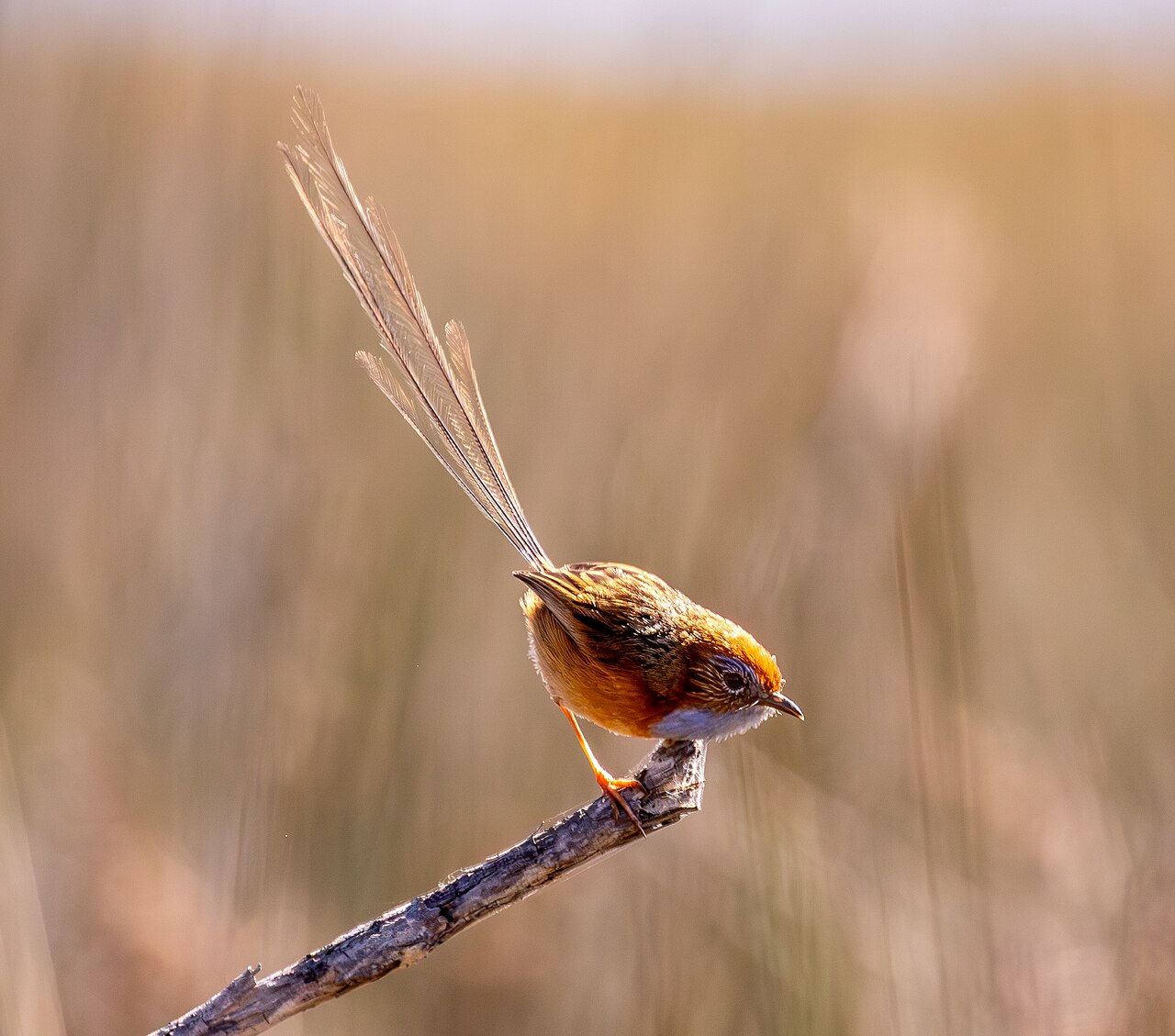 Roodooremoesluiper (Stipiturus malachurus)