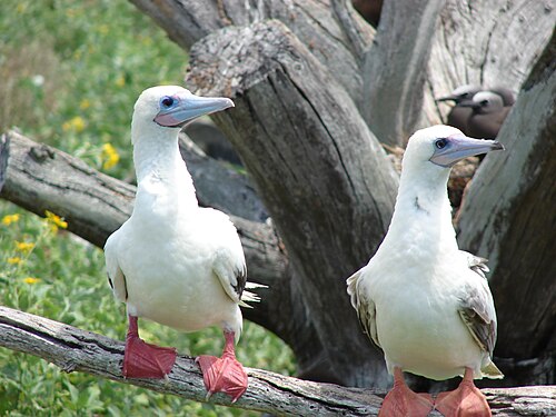 Roodpootgent (Sula sula)
