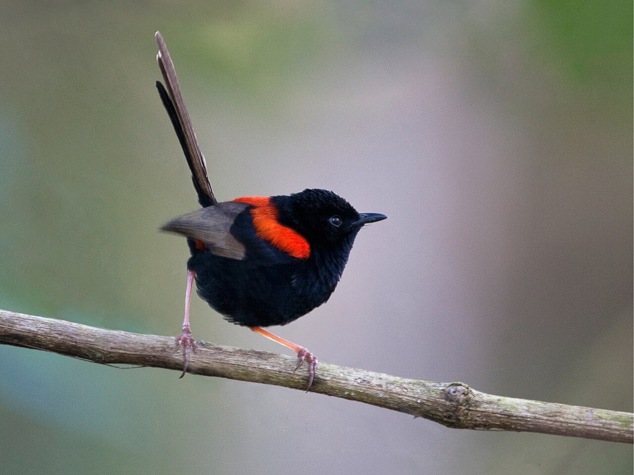Maluro dorsirrojo (Malurus melanocephalus)
