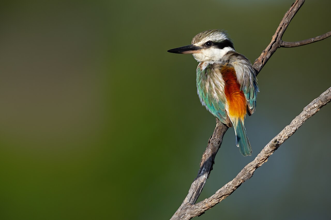 Roodrugijsvogel (Todiramphus pyrrhopygius)