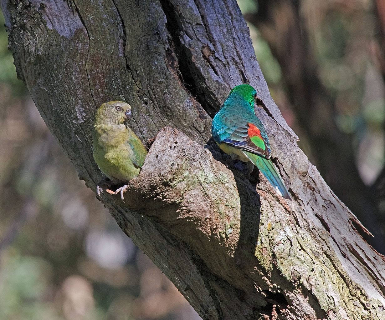 Roodrugparkiet (Psephotus haematonotus)