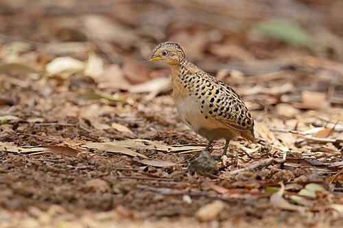 Roodrugvechtkwartel (Turnix maculosus)
