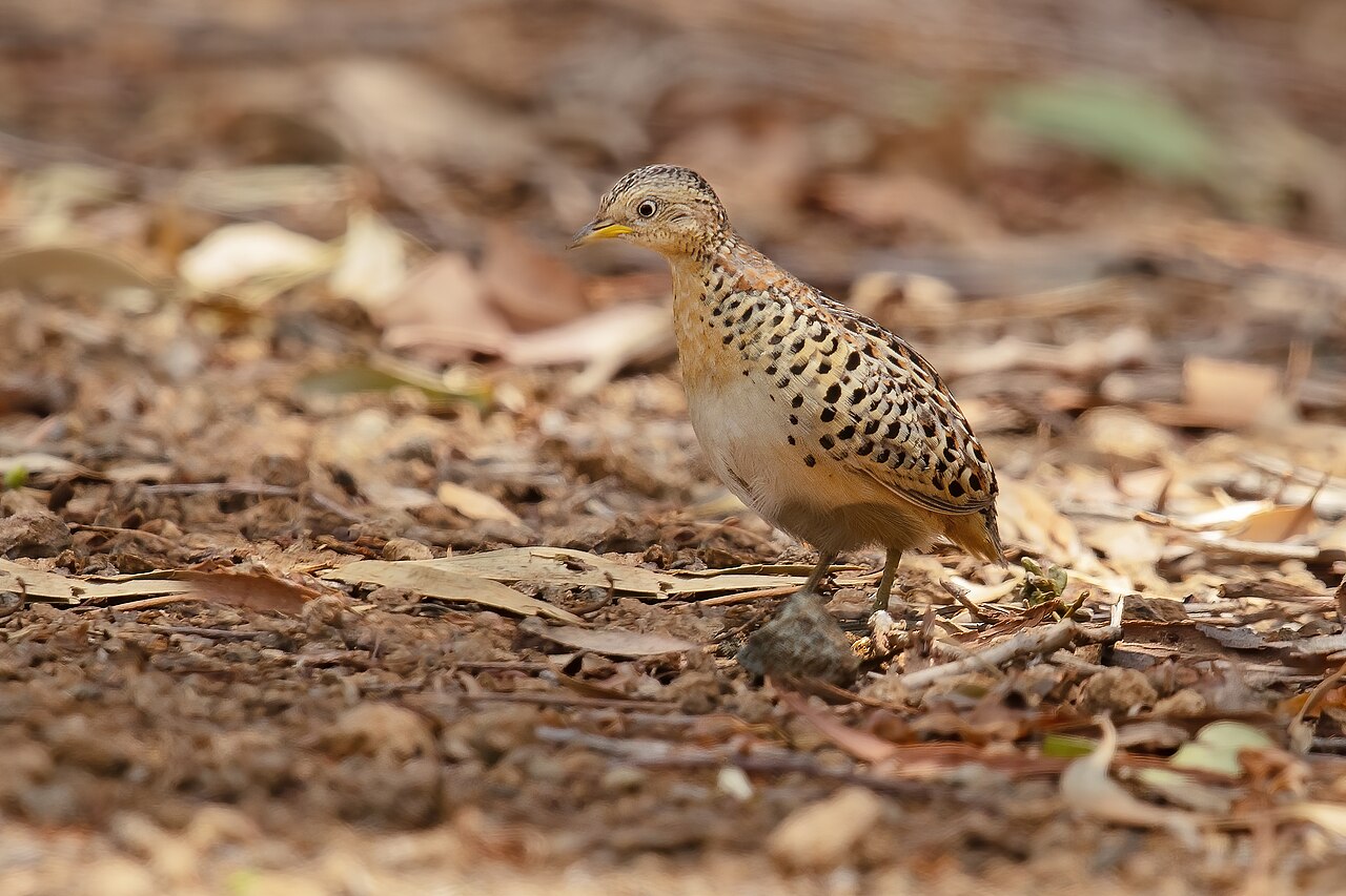 Torillo moteado (Turnix maculosus)
