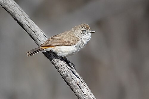 Roodstaartdoornsnavel (Acanthiza uropygialis)