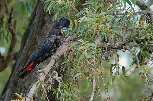 Roodstaartraafkaketoe (Calyptorhynchus banksii)