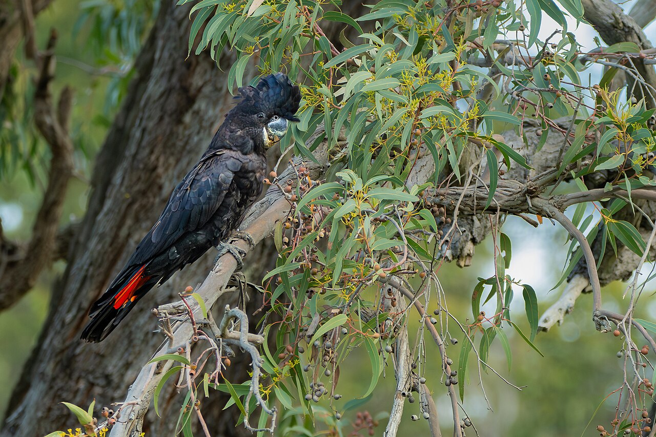 Cacatúa colirroja (Calyptorhynchus banksii)