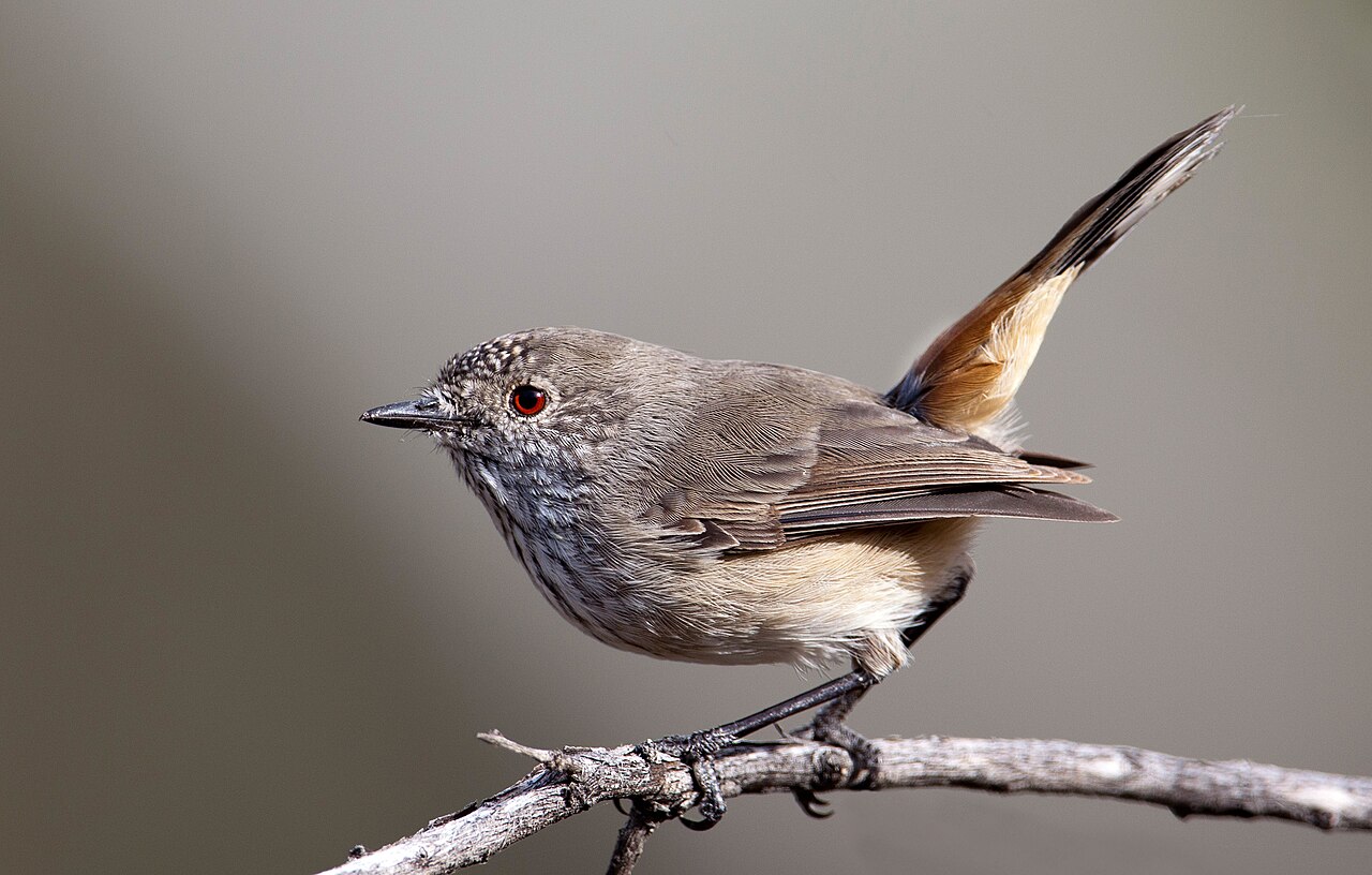 Roodstuitdoornsnavel (Acanthiza apicalis)