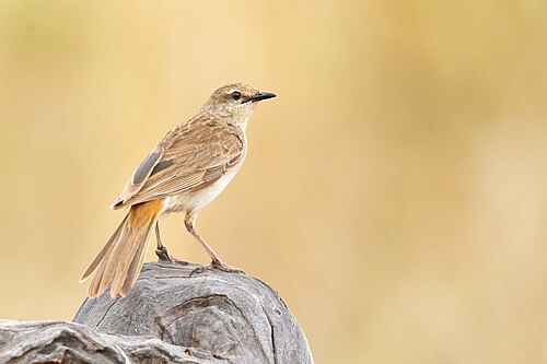 Roodstuitgrasvogel (Cincloramphus mathewsi)