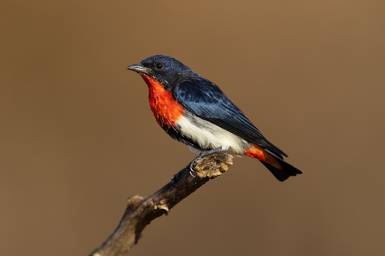Picaflores golondrina (Dicaeum hirundinaceum)