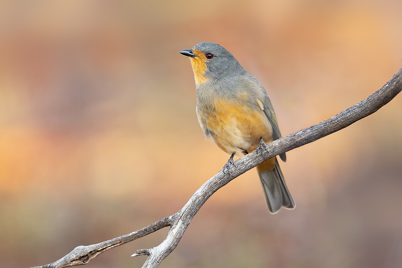 Roodteugelfluiter (Pachycephala rufogularis)