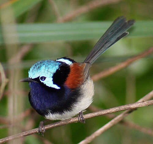 Roodvleugelelfje (Malurus elegans)