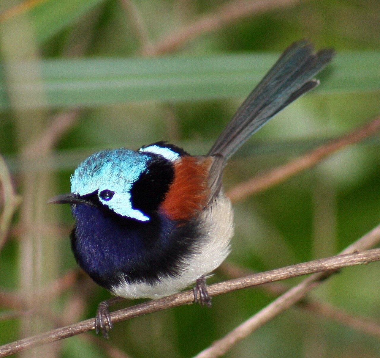 Maluro elegante (Malurus elegans)