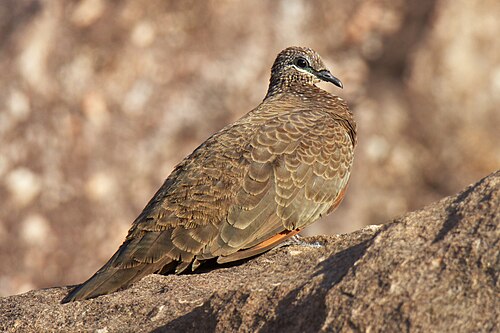 Roodvleugelkwartelduif (Petrophassa rufipennis)
