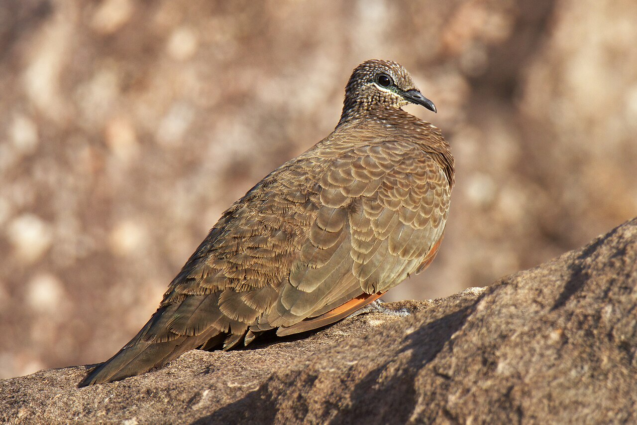Roodvleugelkwartelduif (Petrophassa rufipennis)