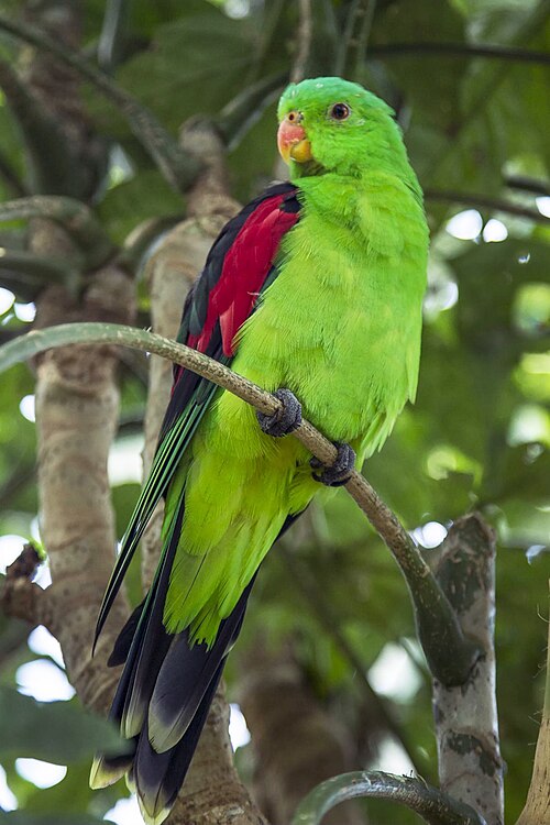 Roodvleugelparkiet (Aprosmictus erythropterus)