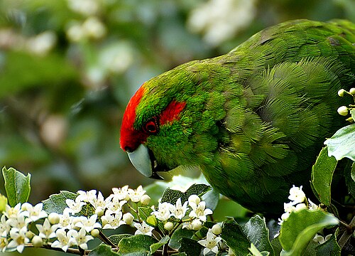 Roodvoorhoofdkakariki (Cyanoramphus novaezelandiae)