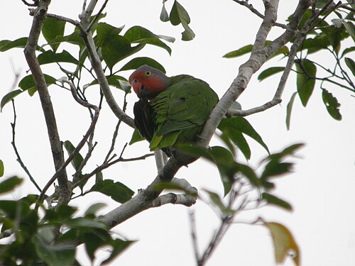 Roodwangpapegaai (Geoffroyus geoffroyi)