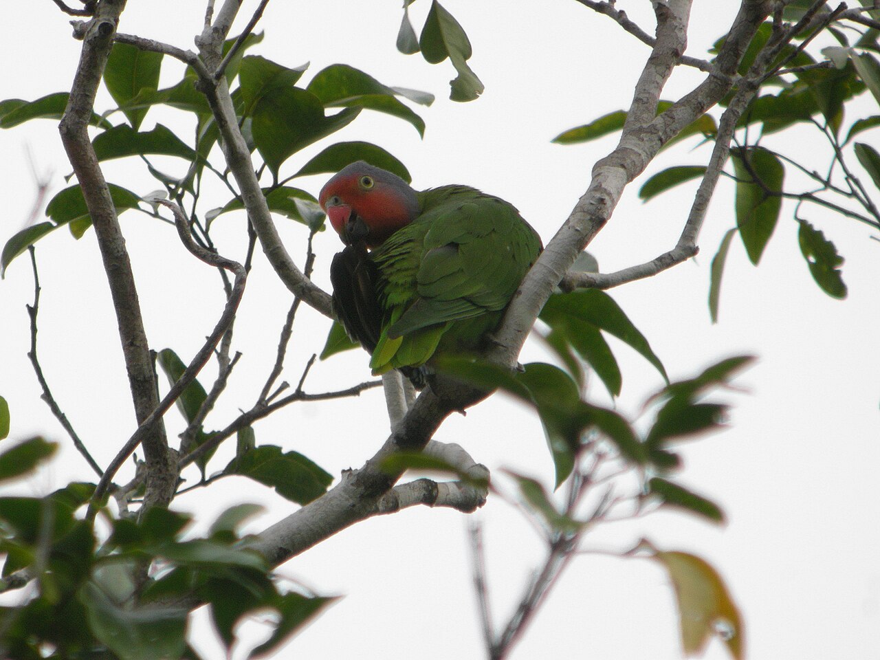 Red-cheeked Parrot (Geoffroyus geoffroyi)