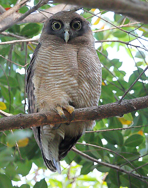 Rosse boeboekuil (Ninox rufa)