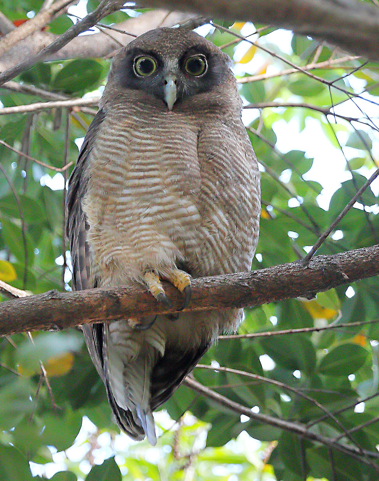 Rosse boeboekuil (Ninox rufa)