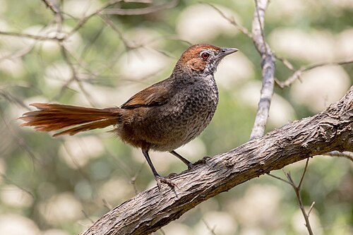 Rosse borstelvogel (Dasyornis broadbenti)