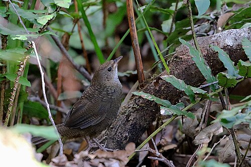 Rosse doornkruiper (Atrichornis rufescens)