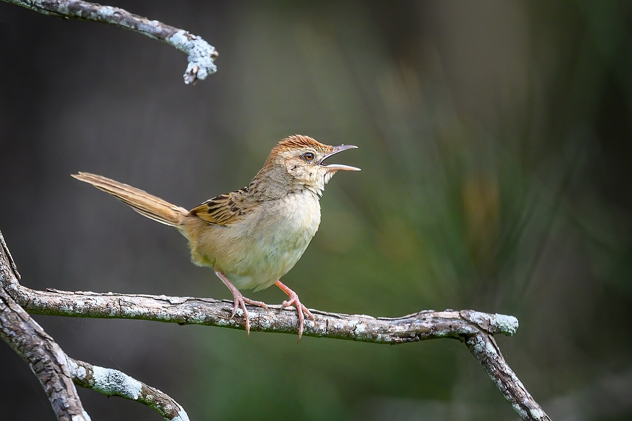 Yerbera leonada (Cincloramphus timoriensis)