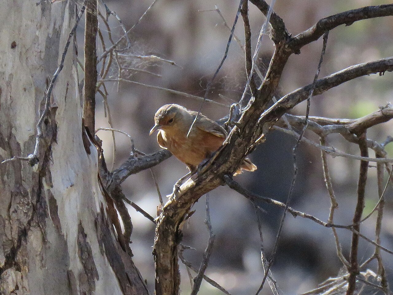 Rosse kruiper (Climacteris rufus)