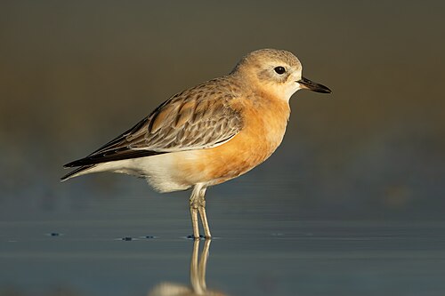 Rosse plevier (Anarhynchus obscurus)