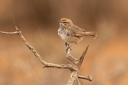 Rosse struiksluiper (Calamanthus campestris)