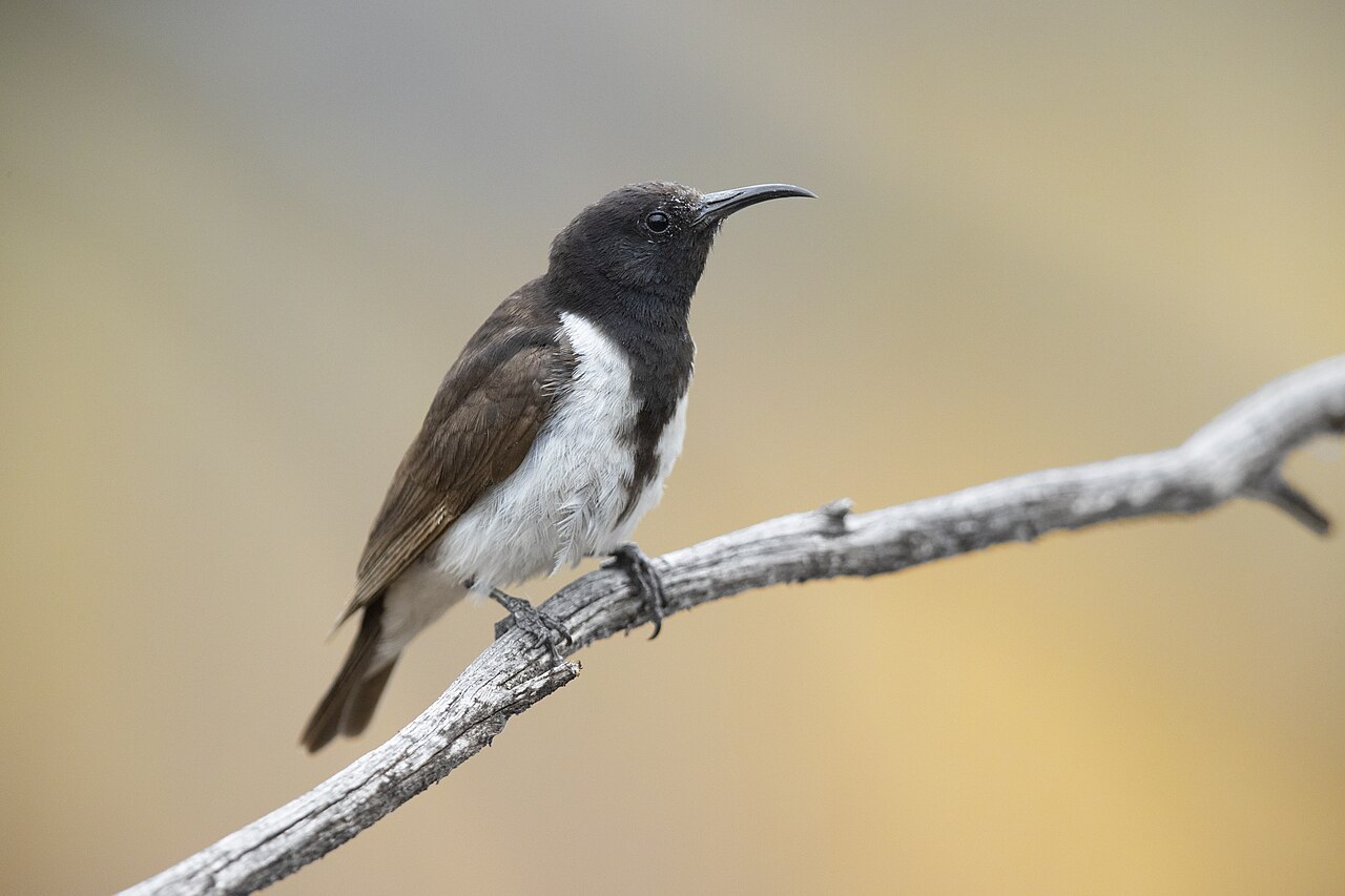 Rouwhoningeter (Sugomel nigrum)