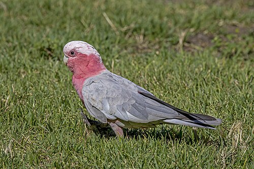 Roze kaketoe (Eolophus roseicapilla)