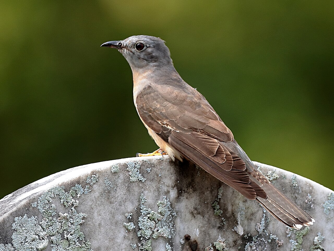 Sahul Brush Cuckoo (Cacomantis variolosus)