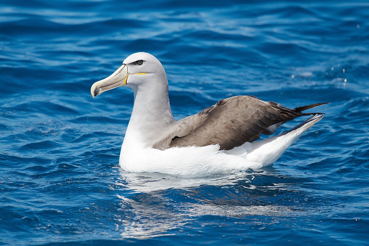 Albatros de Salvin (Thalassarche salvini)