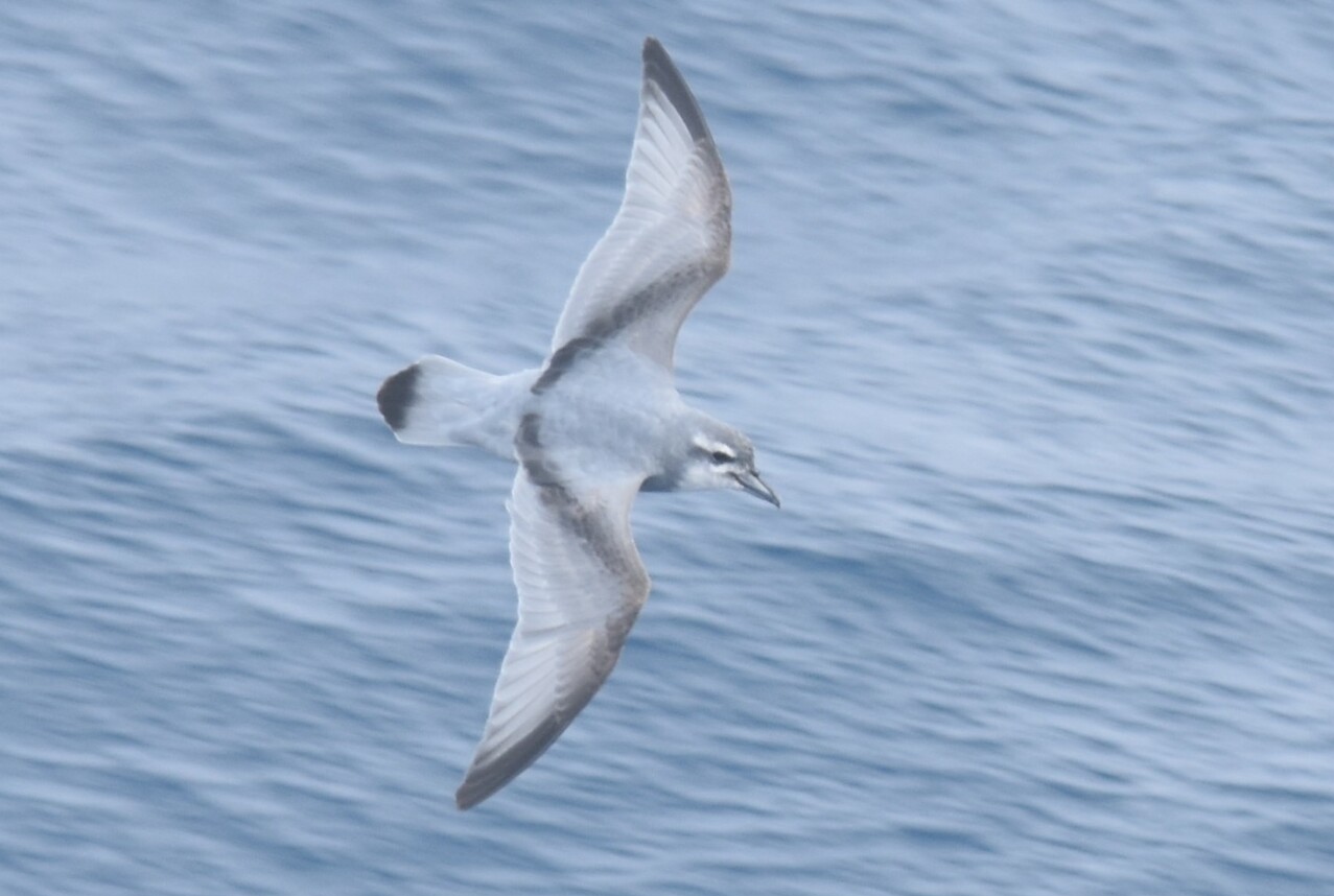 Petrel-paloma de Salvin (Pachyptila salvini)