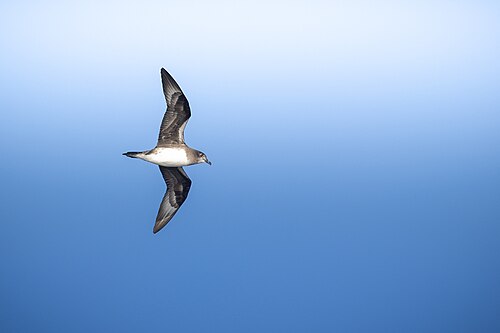 Salvins stormvogel (Pterodroma heraldica)
