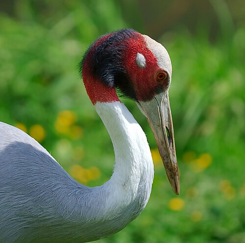 Saruskraanvogel (Antigone antigone)