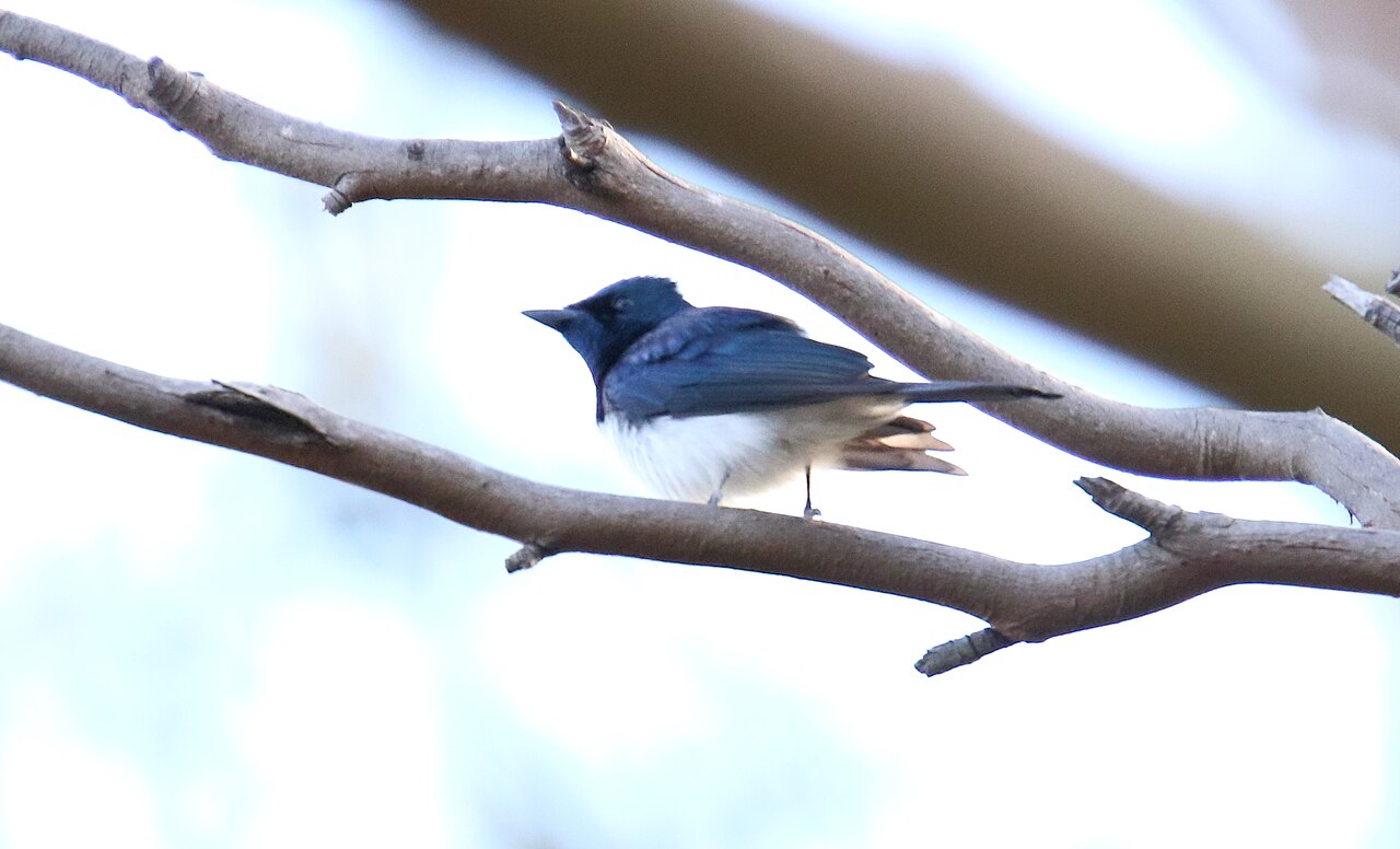 Satijnmonarch (Myiagra cyanoleuca)