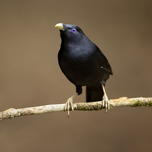 Satijnblauwe prieelvogel (Ptilonorhynchus violaceus)