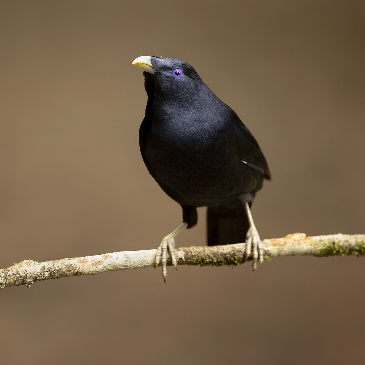 Satin Bowerbird (Ptilonorhynchus violaceus)