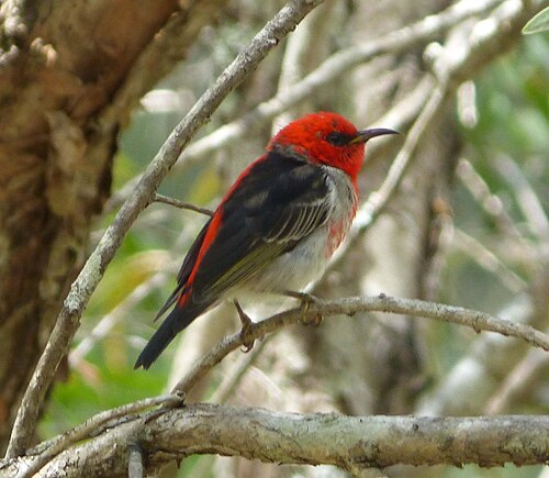 Scharlaken dwerghoningeter (Myzomela sanguinolenta)