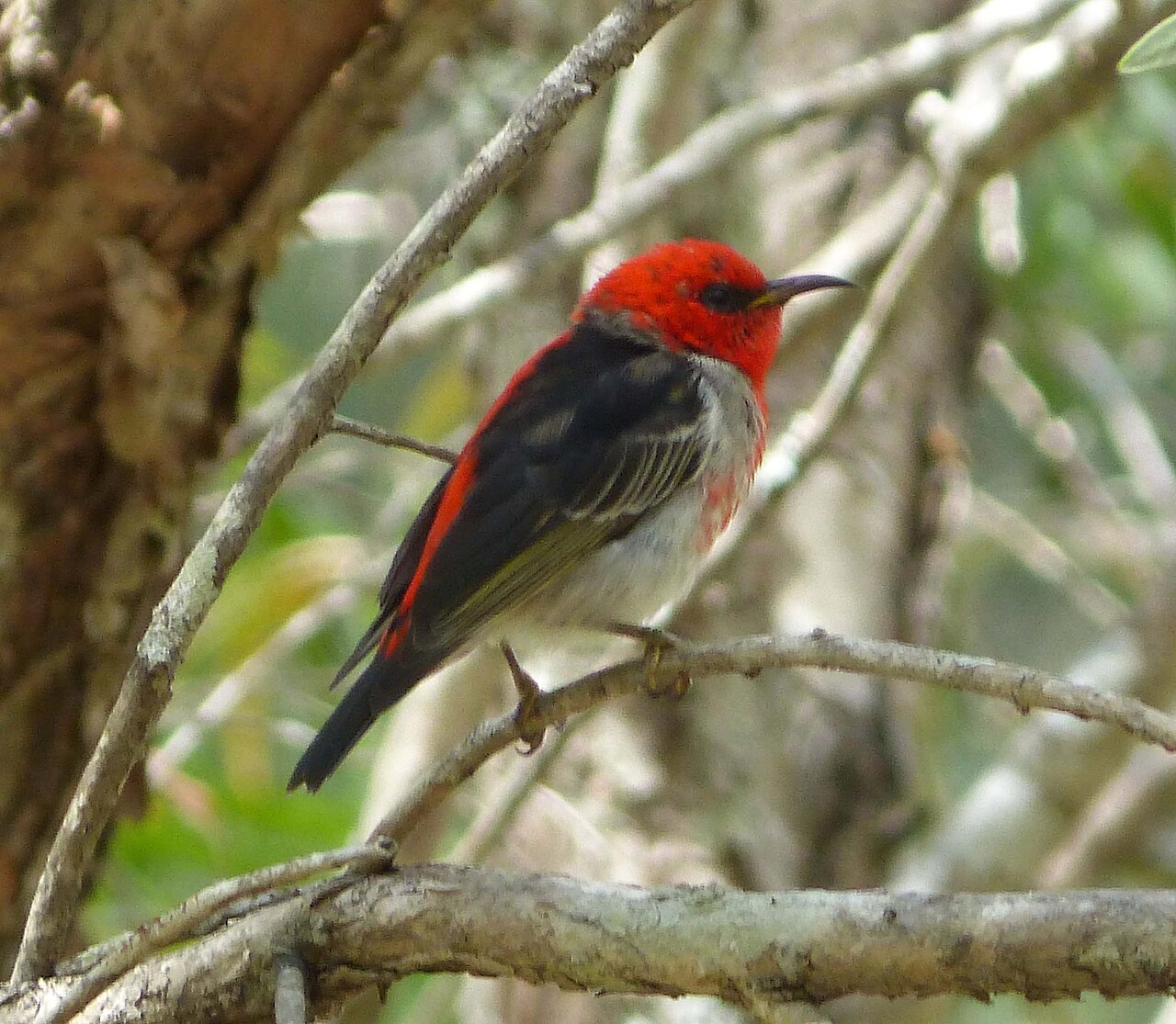 Scarlet Myzomela (Myzomela sanguinolenta)