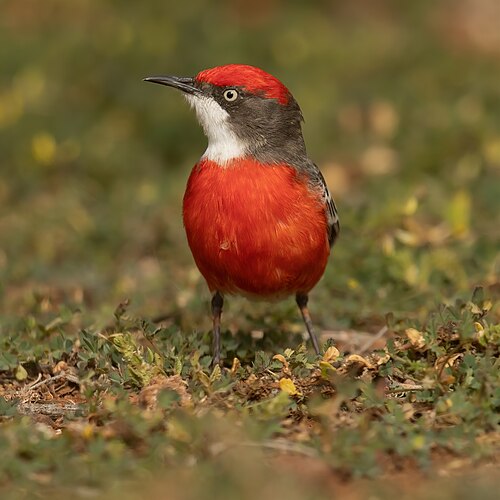 Scharlaken schijnpaapje (Epthianura tricolor)