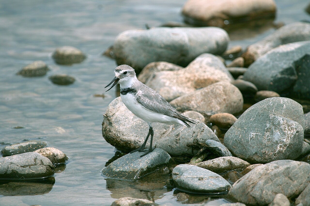 Chorlitejo piquituerto (Anarhynchus frontalis)