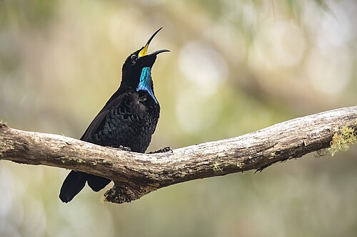 Schildgeweervogel (Ptiloris paradiseus)