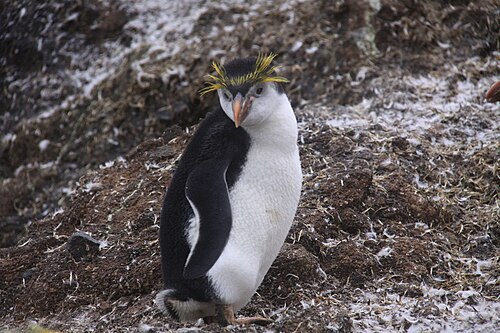 Schlegels pinguïn (Eudyptes schlegeli)