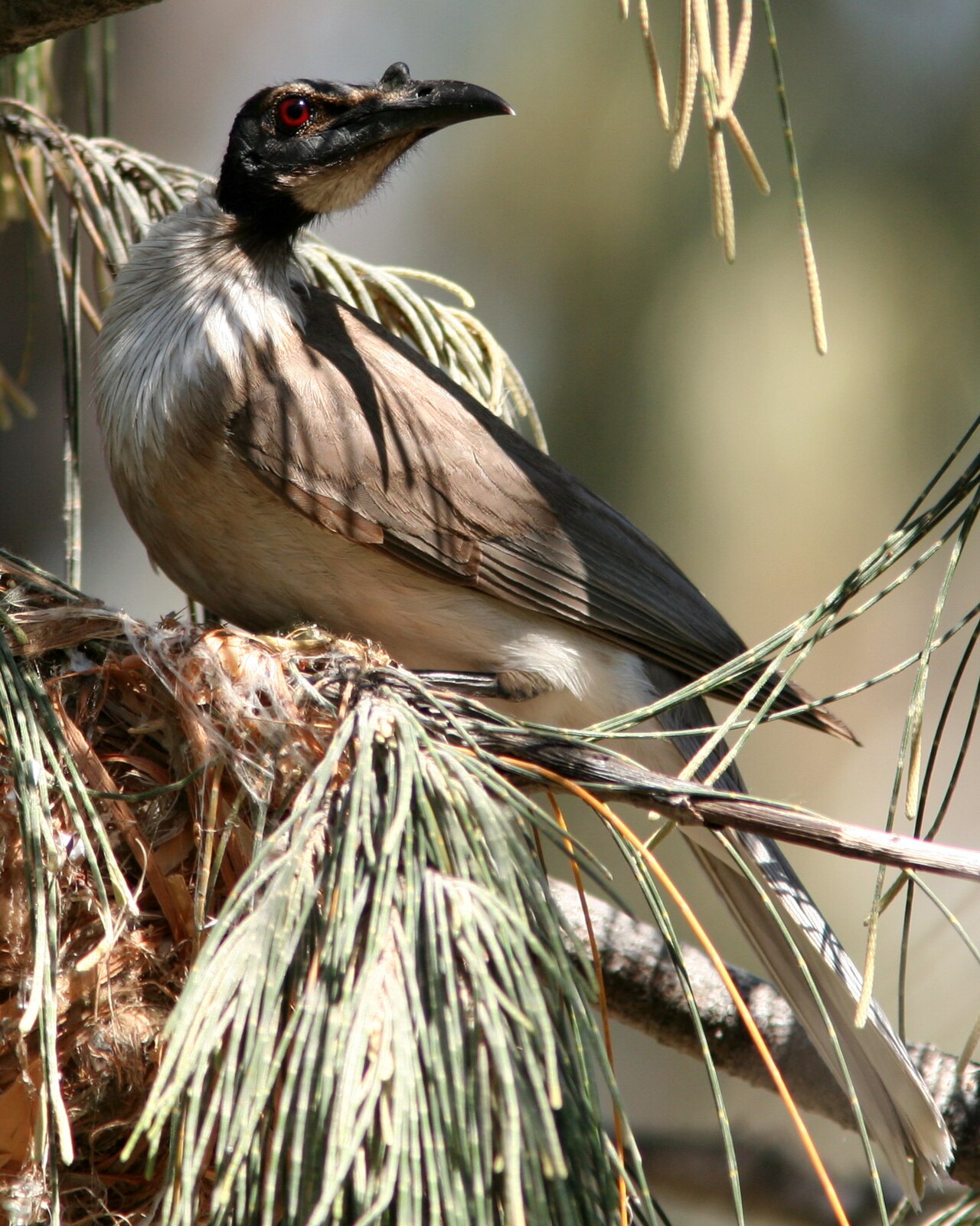 Filemón chillón (Philemon corniculatus)