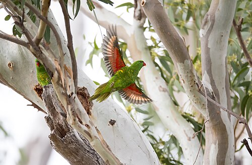 Schubbenlori (Trichoglossus chlorolepidotus)