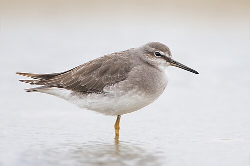 Siberische grijze ruiter (Tringa brevipes)