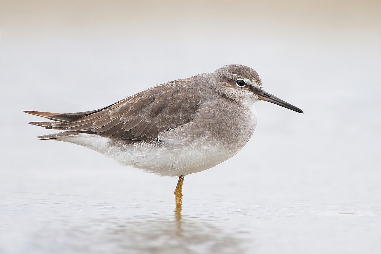 Playero siberiano (Tringa brevipes)